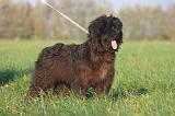 BRIARD 310
